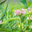 Thumbnail: Asclepias incarnata flower