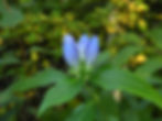 Gentiana clausa blooms