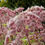 Thumbnail: Sweet Joe Pye Weed blooms