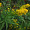 Thumbnail: Solidago sempervirens blooms