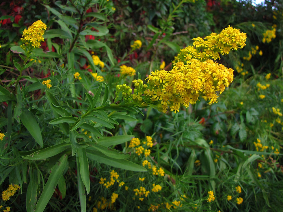 Solidago sempervirens blooms