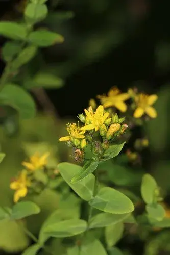 Hypericum punctatum blooms