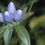 Thumbnail: Gentiana clausa closed blooms