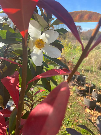 Mountain Gordlinia at Tree Talk Natives, blooming in fall and showing its red fall colors