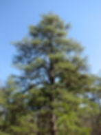 Pinus rigida tree
