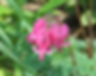 Dicentra eximia