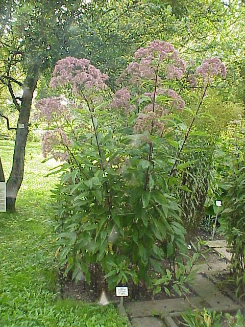 Thumbnail: Eutrochium purpureum plants