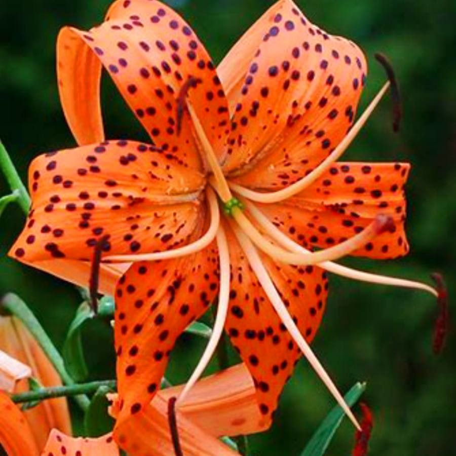Lilium superbum bloom
