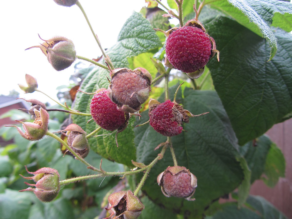Purple-flowering Raspberry berries