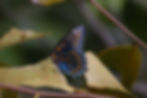 Red-spotted Purple Butterfly