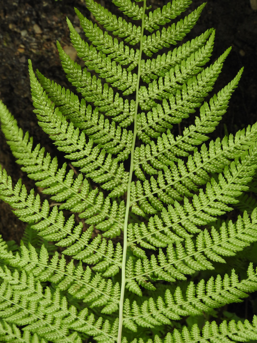 Thumbnail: Athyrium filix-femina single frond