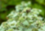 Bees on Mountain Mint