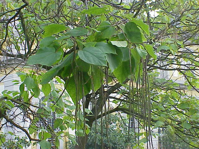 Thumbnail: Catalpa bignonoides seed pods