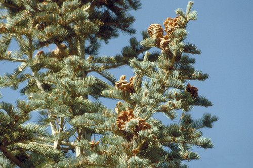 Abies concolor (Concolor Fir) | Tree Talk Natives