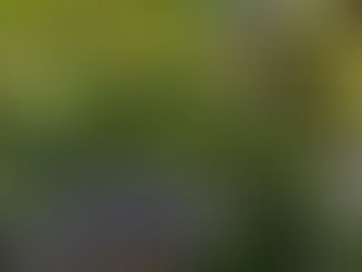 柿生の紅葉スポット発見