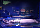 Museo del Calamar Gigante de Luarca con exposiciones marinas y actividades para toda la familia.