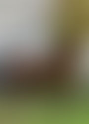 So Your Horse Has a Tendon Injury.... Now What?