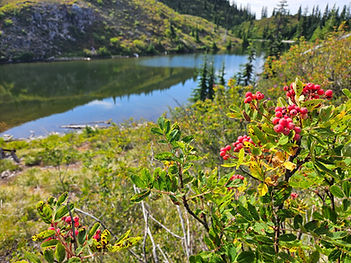 Photo of western mountain ash (Sorbus scopulina) berries and foliage in the foreground and a lake in the background