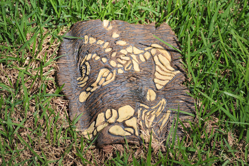 Euchordata fossilis, 2011