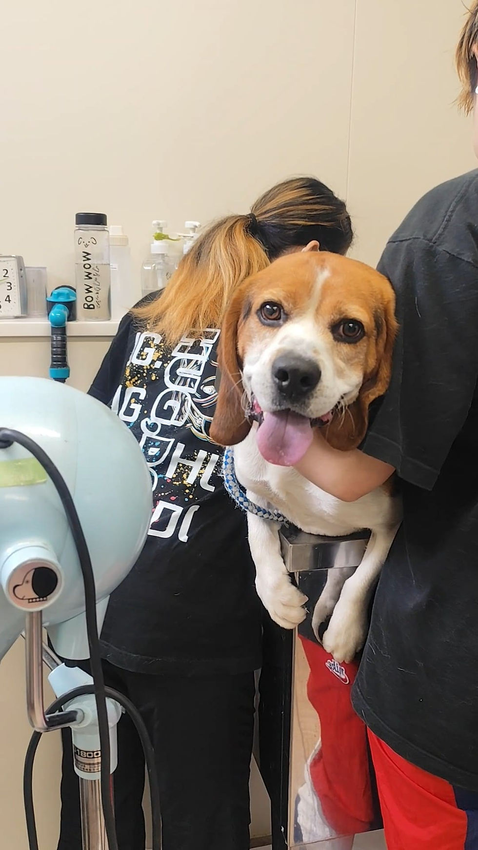 愛護センターでシャンプーするビーグル