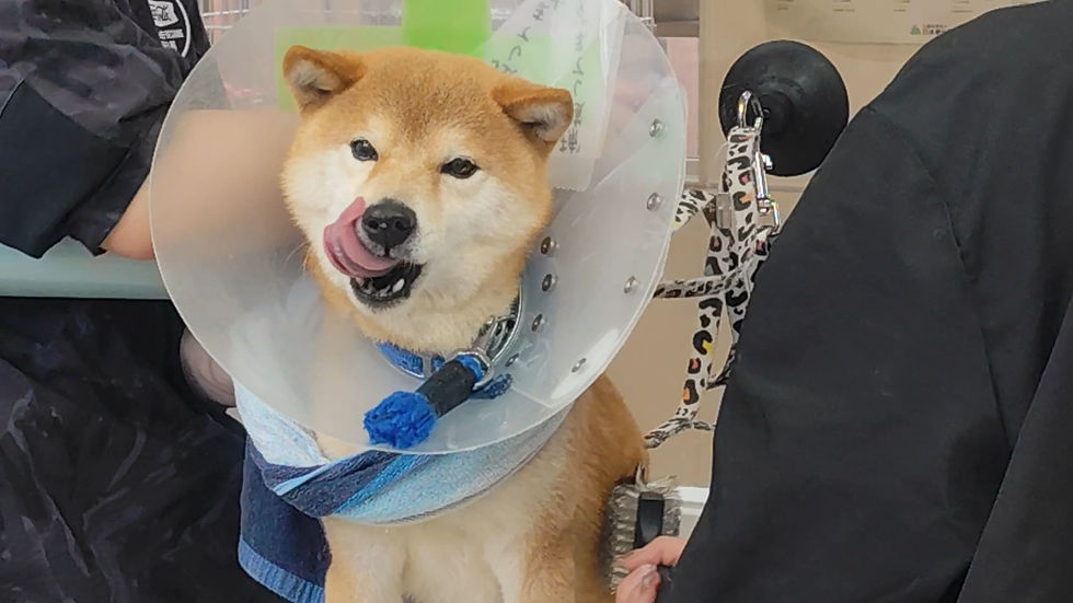 苦手なことに噛んでしまう柴犬のトリミング