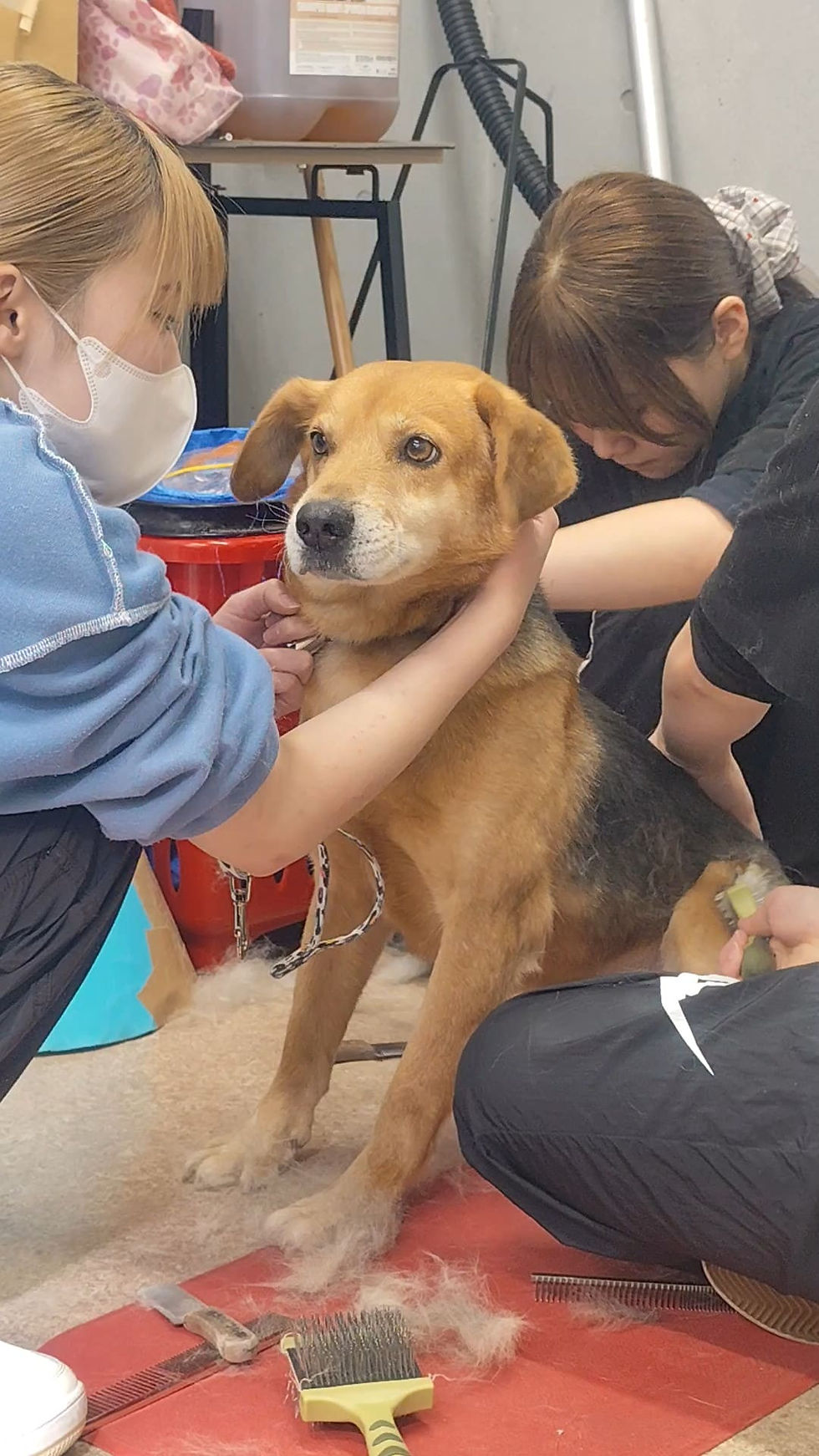 おおいた動物愛護センターで譲渡会に参加するワンちゃんたちをシャンプー