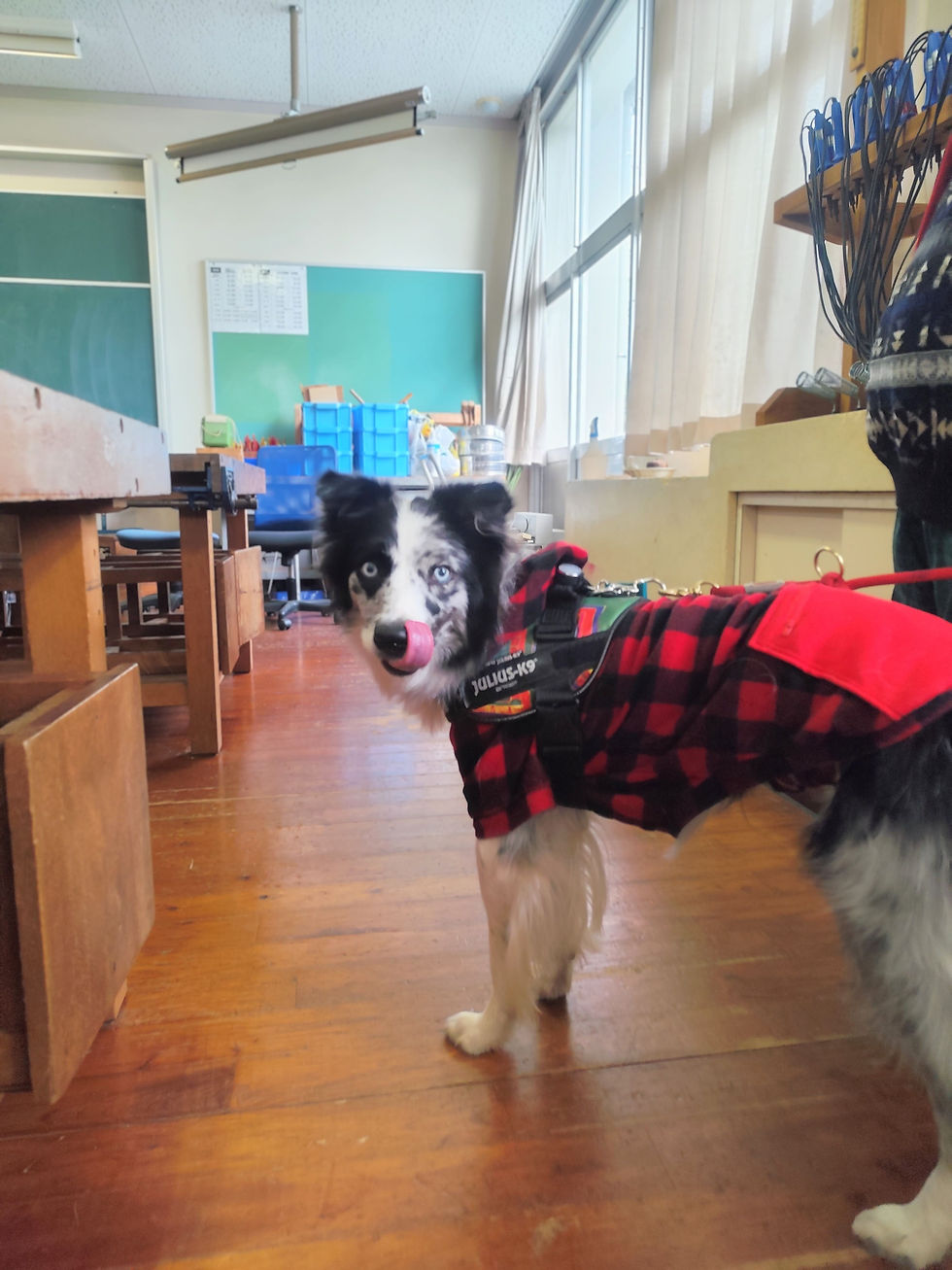 大分県からはるばる福岡県八女市まで着いてきてくれたボーダーコリー