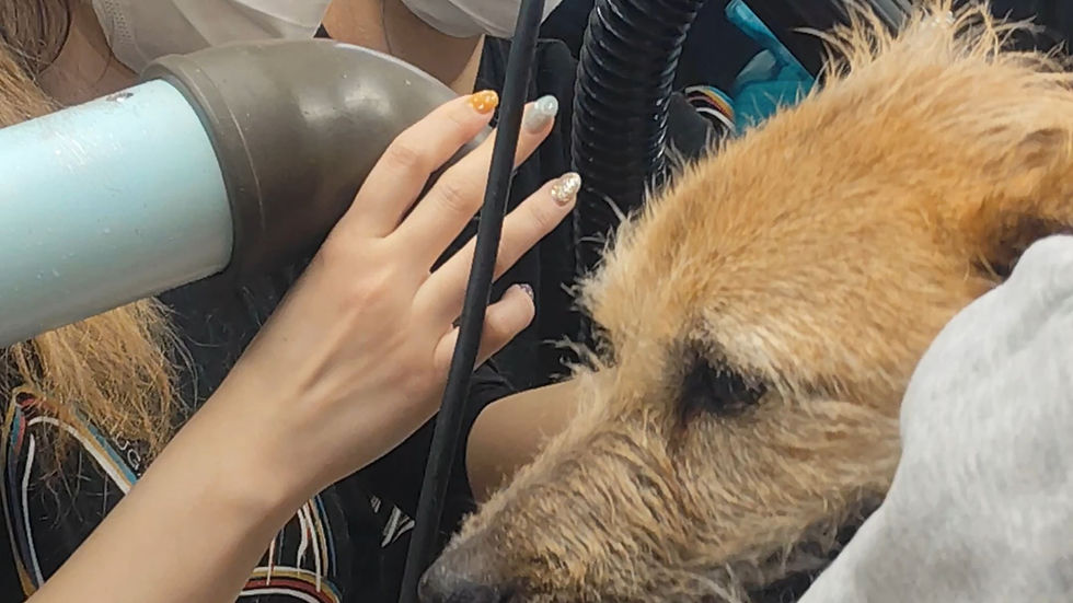 大分市のトリミングサロンHUGDOGスタッフとアニマー湯スタッフたちのボラトリ