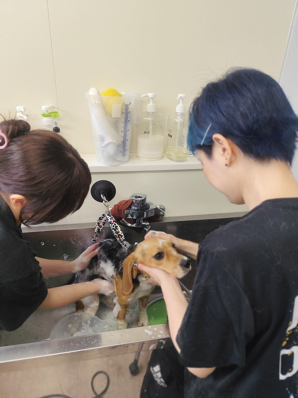 ボラトリでシャンプーをする中型犬