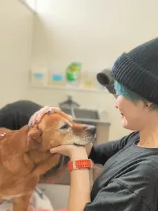 トリミング初めての犬もゆっくり施術を教えていくハグドッグスタッフ