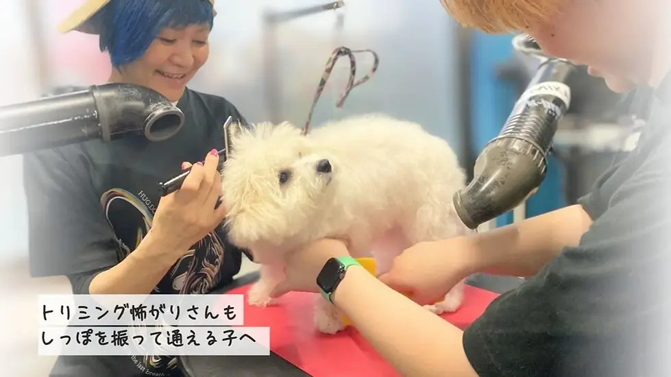 怖がりな犬でも大歓迎な大分市のトリミングサロンHUGDOG