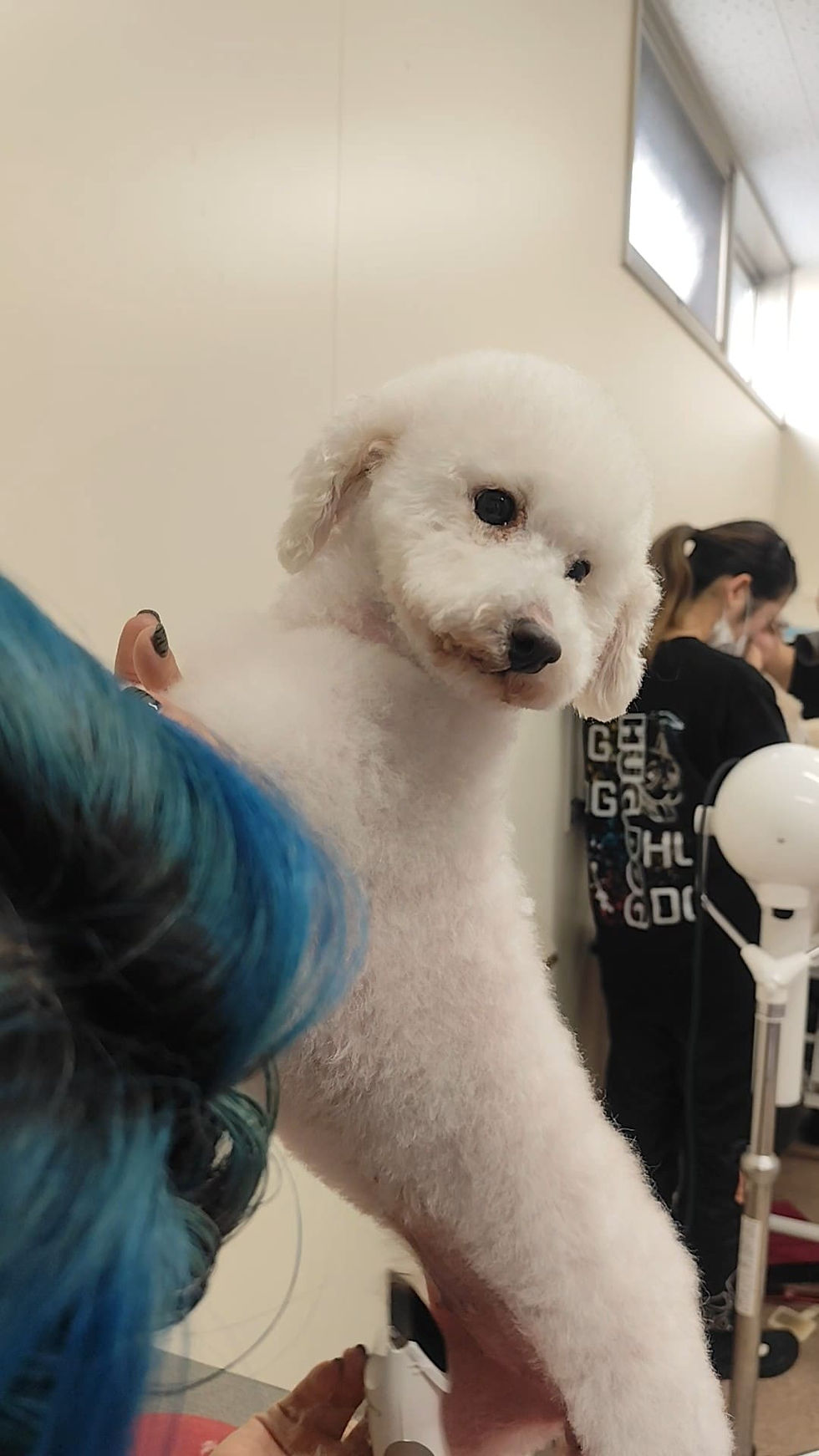 愛護センターに収容される子の中にいた、可愛らしいトイプードル