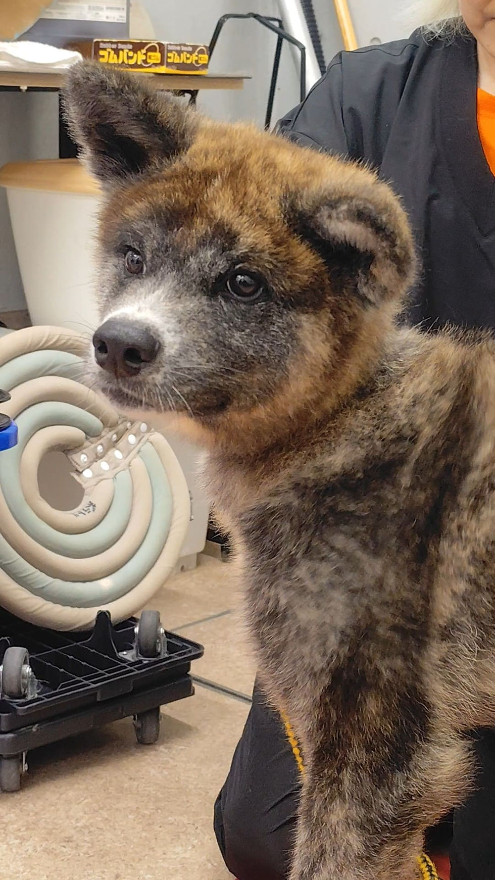 なんでこんなに可愛い子が…秋田犬の仔犬に驚愕!愛護センターでの1日