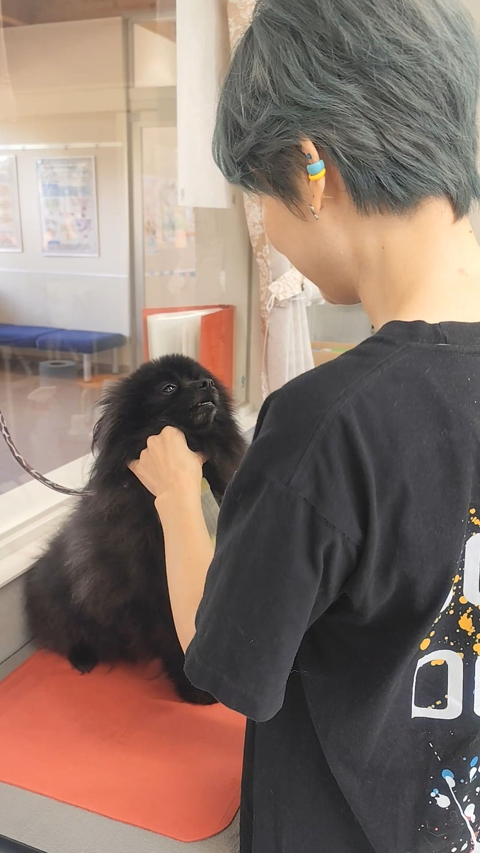 ポメラニアンミックス犬のトリミング