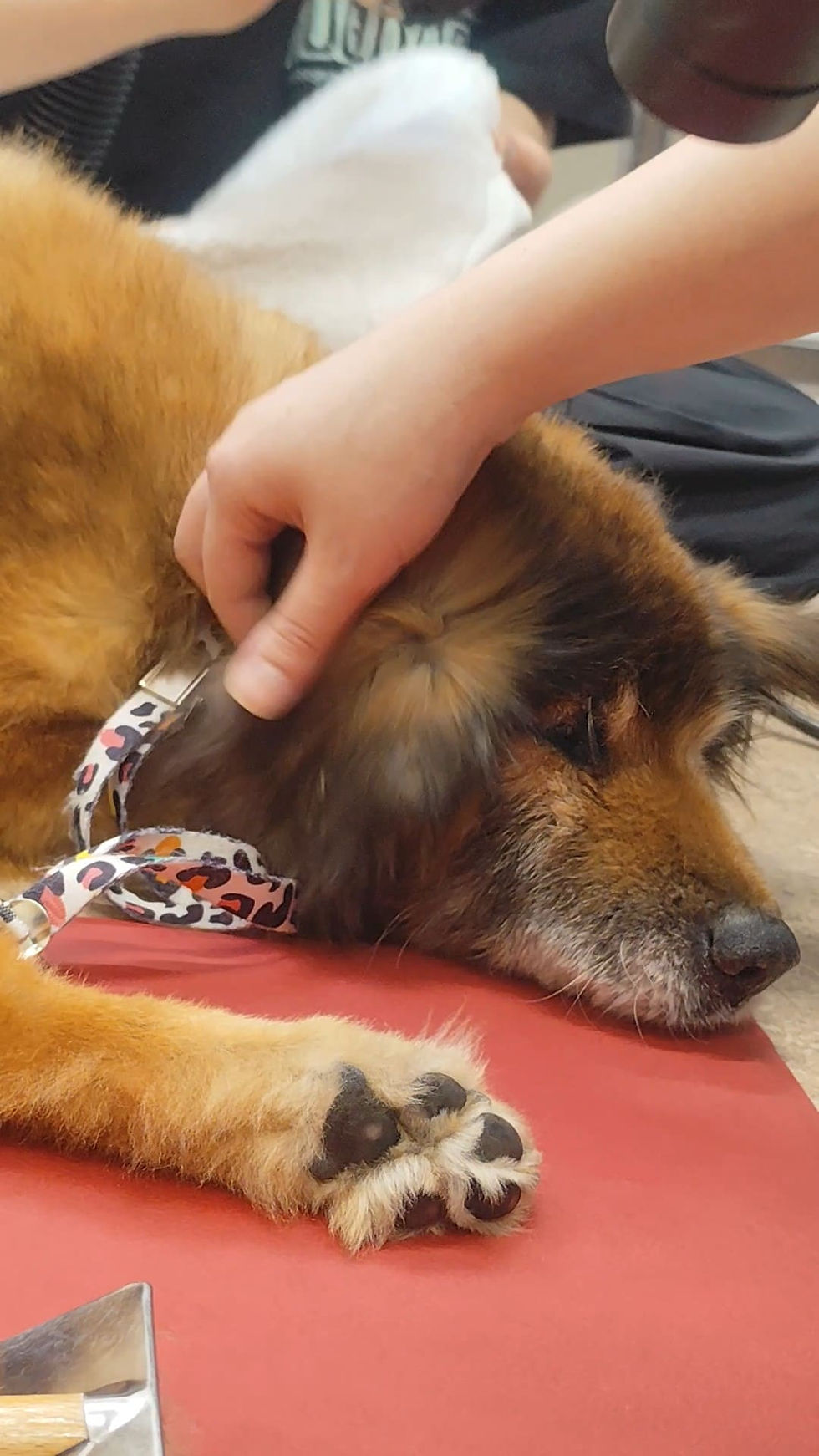 トリミングで疲れてしまうシニア犬