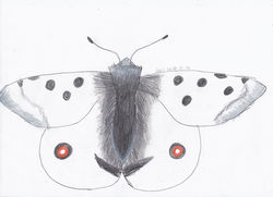 kis_apollolepke (2)