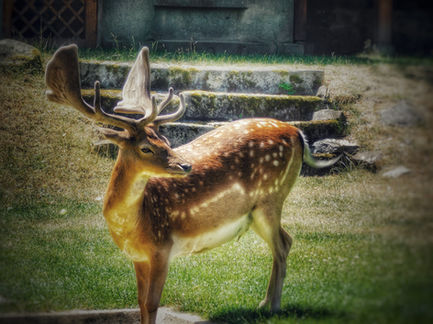 DSCN4491