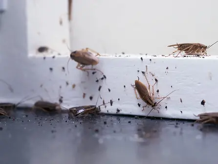 German Cockroaches