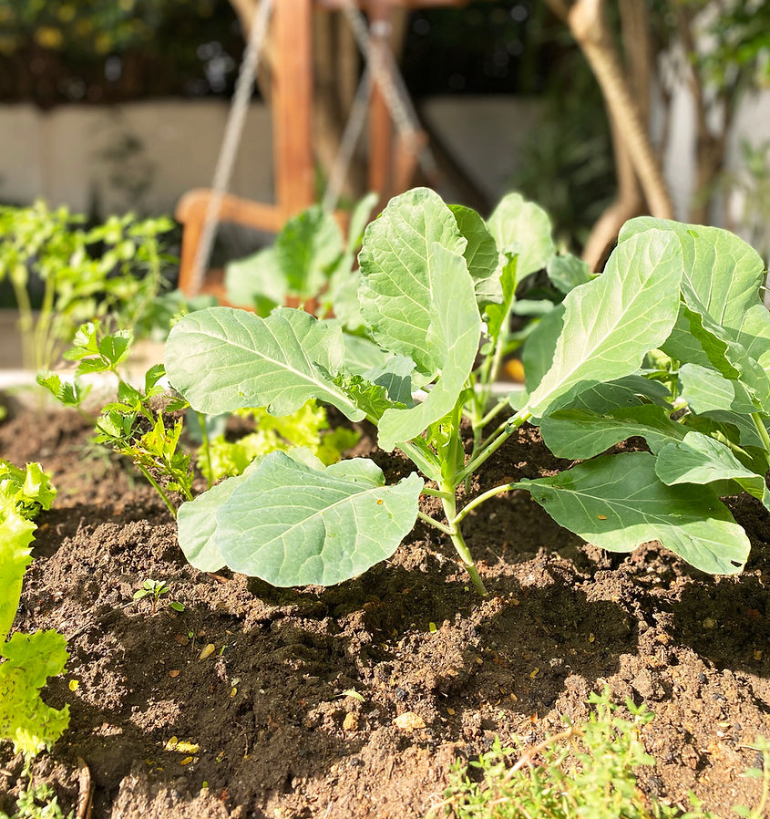 jardim ensolarado para tomar sol