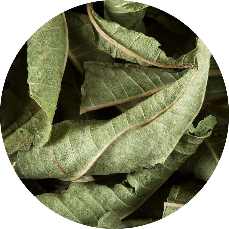 Miniature : Verveine
