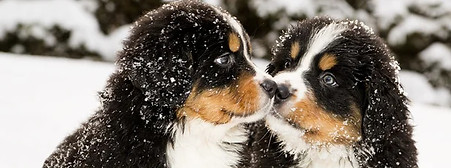 chien-communication-animale-vendee.jpeg