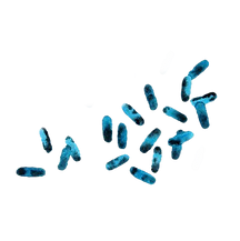 Bacillus 5, Science, Science Art, Bacteria, Bacteria art, biology art, microbiolog, waterc