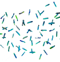 Bacillus 7, Science art, science print, science, bacteria art, bacteria, biology, microbio