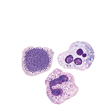 Screenshot 2025-02-18 at 6_edited_edited_edited.png