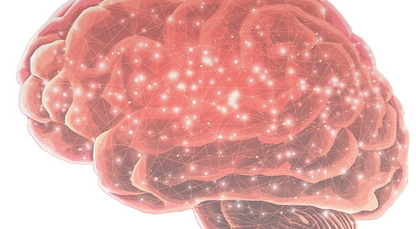 NAPP Brain