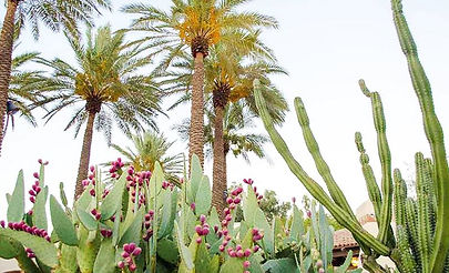 fairmont-scottsdale-princess-cactus-garden.jpeg