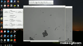 Tracking_of_moving_particles_micromotors_using_FiJi_or_ImageJ.gif