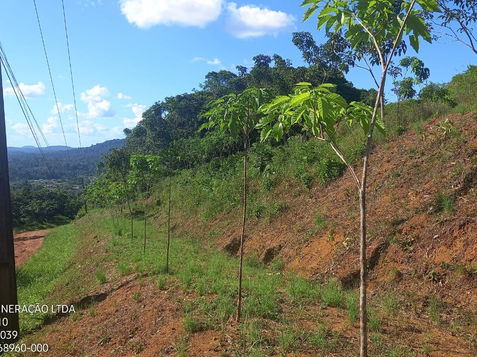 ORO - PLANTIO DE MUDAS