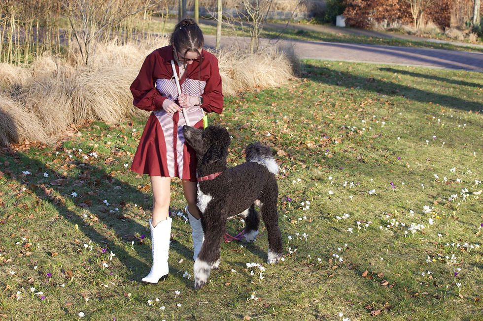 Thumbnail: Lucky Leash lange lijn-deel