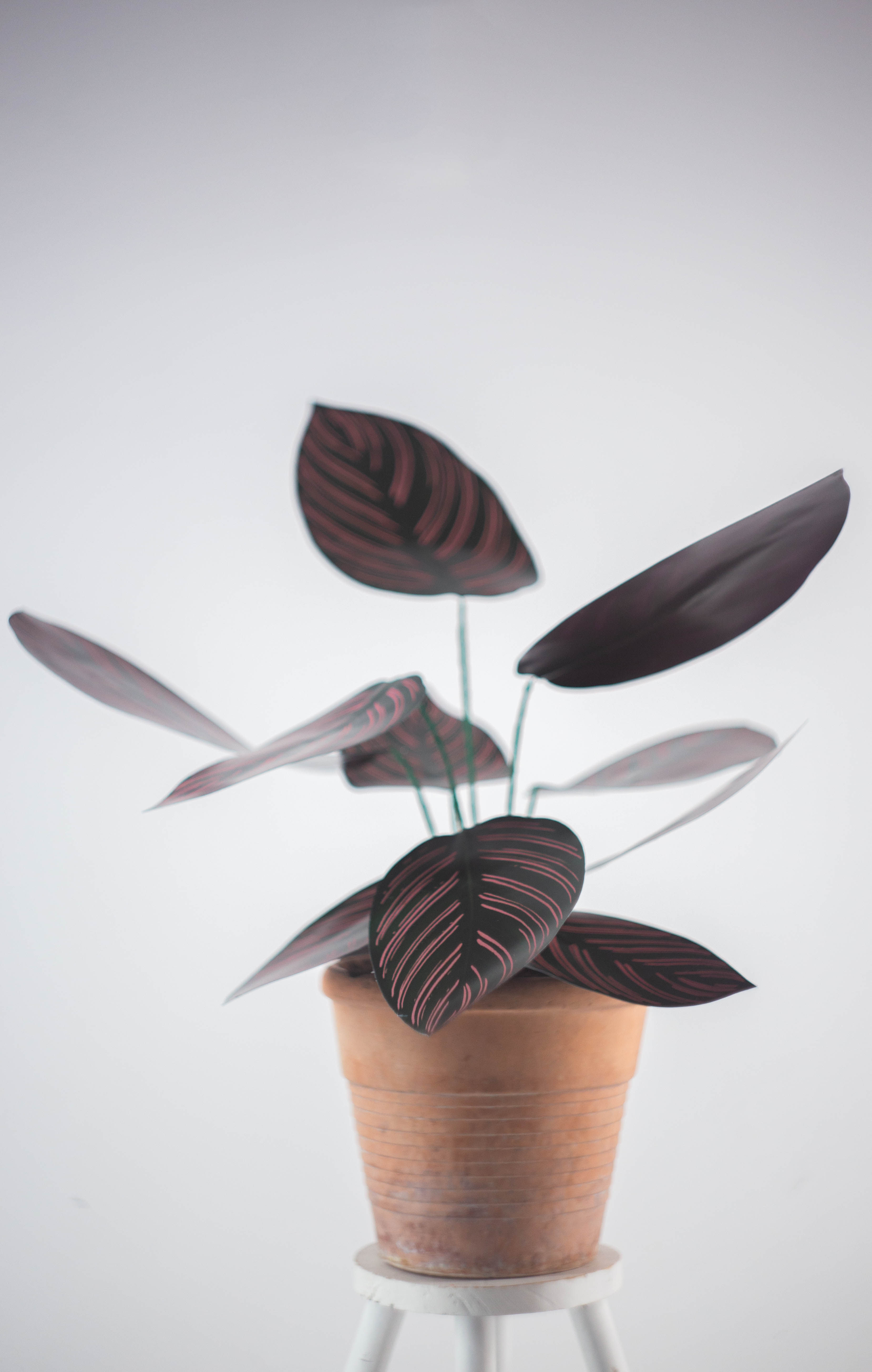 Calathea Ornata